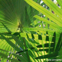 green-fingers_zebedee