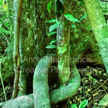 Springbrook National Park