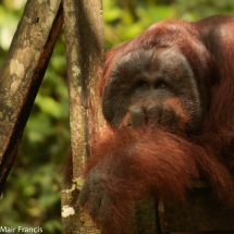 Borneo Photography Tour