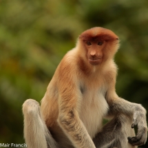 Borneo Photography Tour