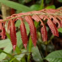 Borneo Photography Tour