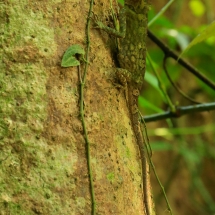 Borneo Photography Tour